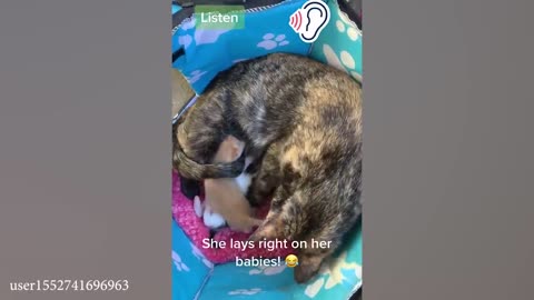 When your cat first time being mom 🤣 Funny Cat 2024