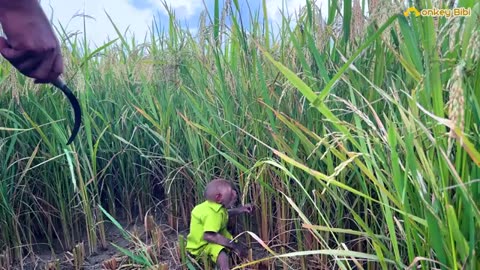 Farmer Bibi harvests rice in the field with Dad!