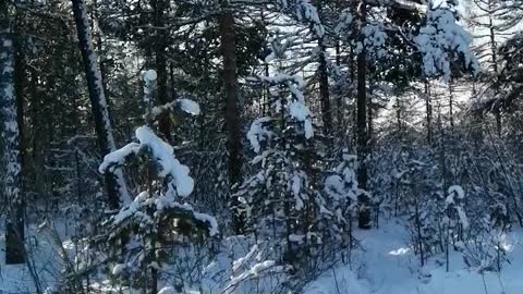 Beautiful forest in the winter.