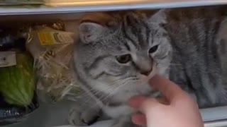 Cat Prefers The Cold Fridge Over Sunshine