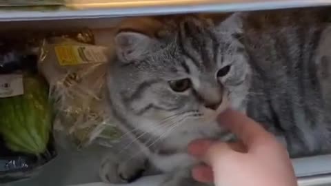 Cat Prefers The Cold Fridge Over Sunshine