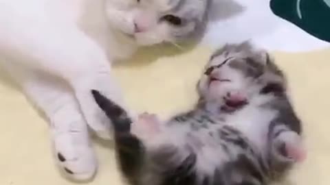 The little cat and her mother