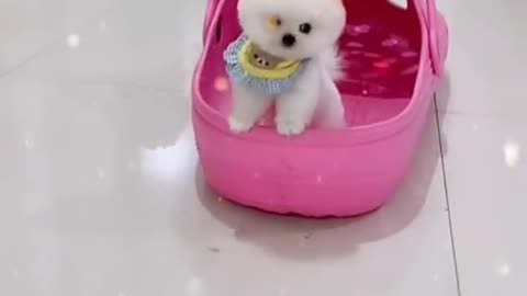 Very Cute and Smart Baby Dogs