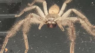 Huntsman Spider Fills Car Dashboard With Babies