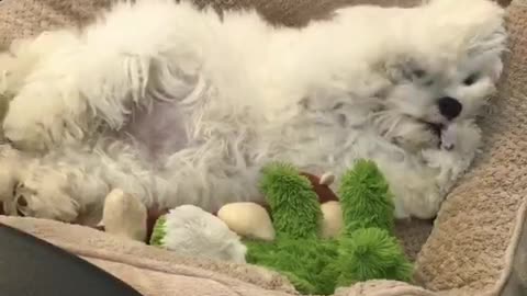 Cute fluffy white dog lays in tan dog bed with stuffed animals