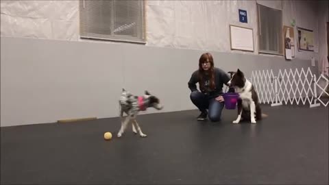 Well Trained and Disciplined Dogs - Must Watch & Enjoy