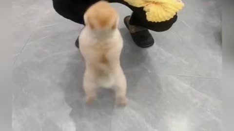 Cho ôm em bé xíu nào #pet #dog #fyp #dogsoftiktok #viral #trending #xuhuong #foryou #cute