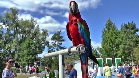 parrot in public