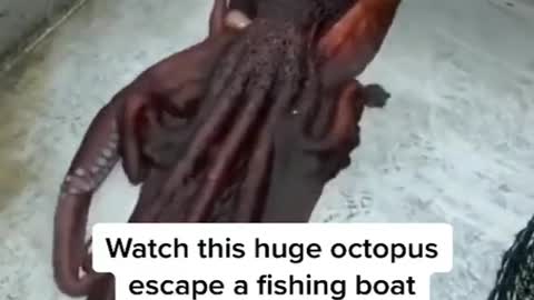 This Octopus escapes boat by squeezing through tiny hole