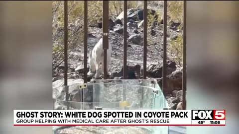 White Dog abandoned in the Las Vegas desert found living with Coyote Pack 🌵🐕🐺🐾