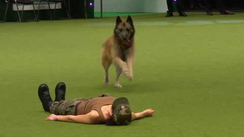 Amazing Dog Performance CPR,Sqauts and Press Ups in Heelwork to Music Routine,Cruft 2017