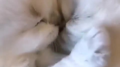 Cat funny cute viral video #cute cat #cat funny😍😍😍😍😍😍