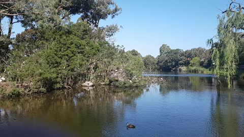 Australia's birds 3