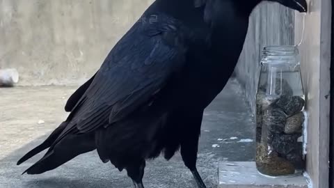 Real Thirsty crow vs thirsty crow story