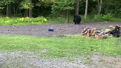 Black Bear Investigates an RC Car