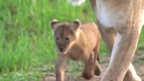 South Africa Forest Dangerous Lion With his baby lion