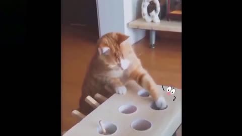 CUTE ANIMALS FUNNY VIDEOS LOL TRENDING VIRAL AWESOME ANIMALS CAT