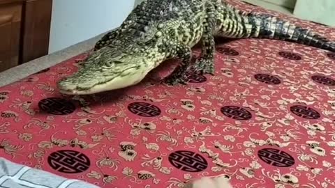 The crocodile became man's good friend