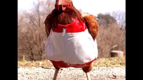 funny chicken singing 🐔