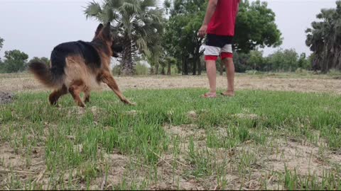 German shepherd hunting his target 100%