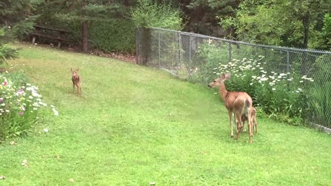 Fawn Zoomies In Oregon Backyard