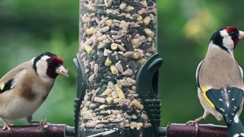 Good Idea For Bird Feeding