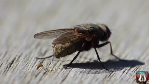 Capture the moment of Pooping Small Insect