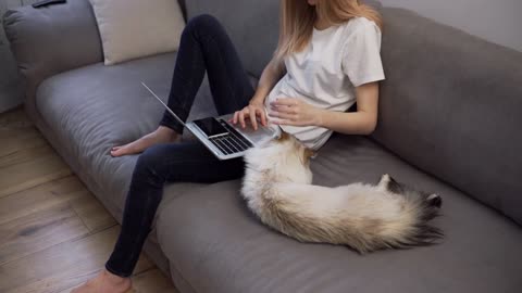 Woman is working on laptop on sofa and big cat is laying down nearby, she caress pet