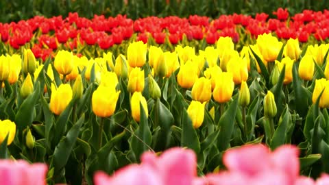 Valley of Flowers.. Skip this and regret.