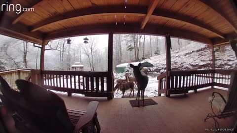 Deer 🦌 fawns 🦌 NW NC at The Treehouse 🌳 Breakfast time 🌽 🍎 🍏 🥜 🥕