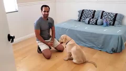 How to Train your Dog or Puppy to Sit and Stay