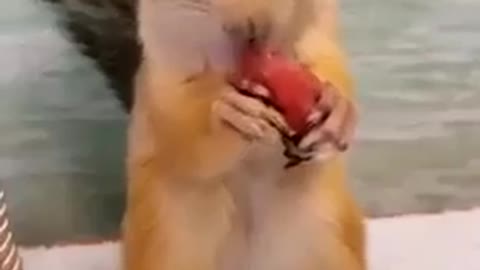 Cute and tame squirrels eat tomatoes give owner