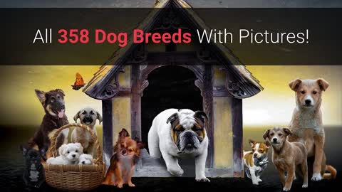 All Dog Breeds (358) in the world With Pictures