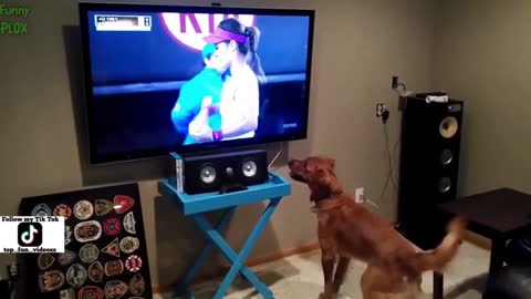 This very agile puppy is enjoying tennis