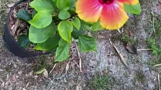 My hibiscus