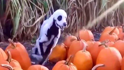 Adorable dog cosplaying as a skeleton during Helloween