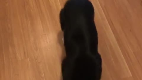 Perro no puede esconder la emoción haciendo un baile de salsa cuando llega su dueño