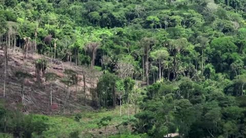 Deforestation in Brazil's Amazon falls 66% in August