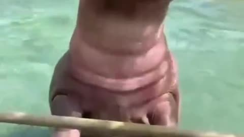 Hippo Shows Off Fancy Dive