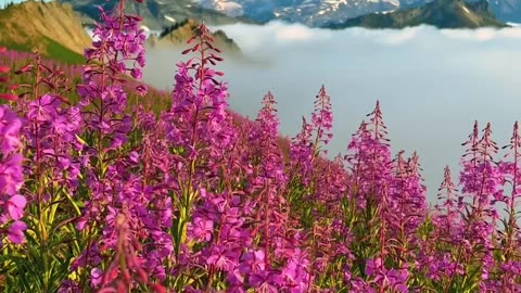 Beauty of Nature (Mt. Rainier)