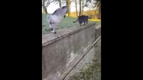 Beautiful Goat Kid | Fight With | Lovely Cat