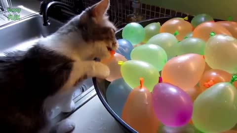 Cats scared via Balloon