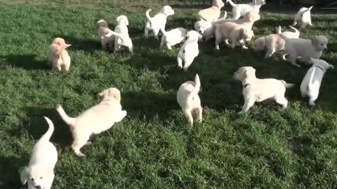 Puppy shares dinner with his baby puppies