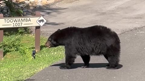 Black Bear Leaves a Gift on the Road