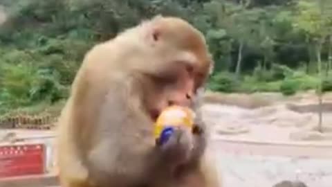 Best of funny animal