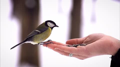 Birds are also spiritual