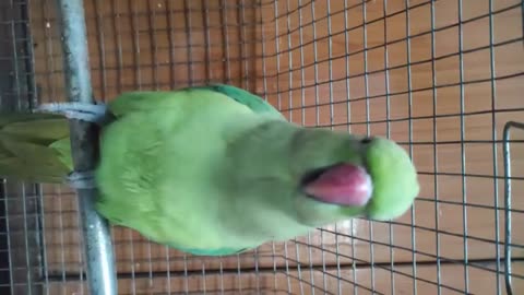 best parrot talking everything