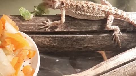 Bearded dragon eats