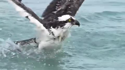 Osprey with huge fish struggles getting out of the water.