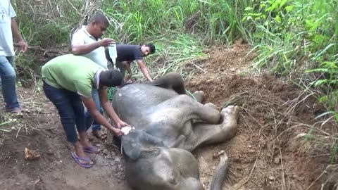 Wild Elephants Sri Lanka